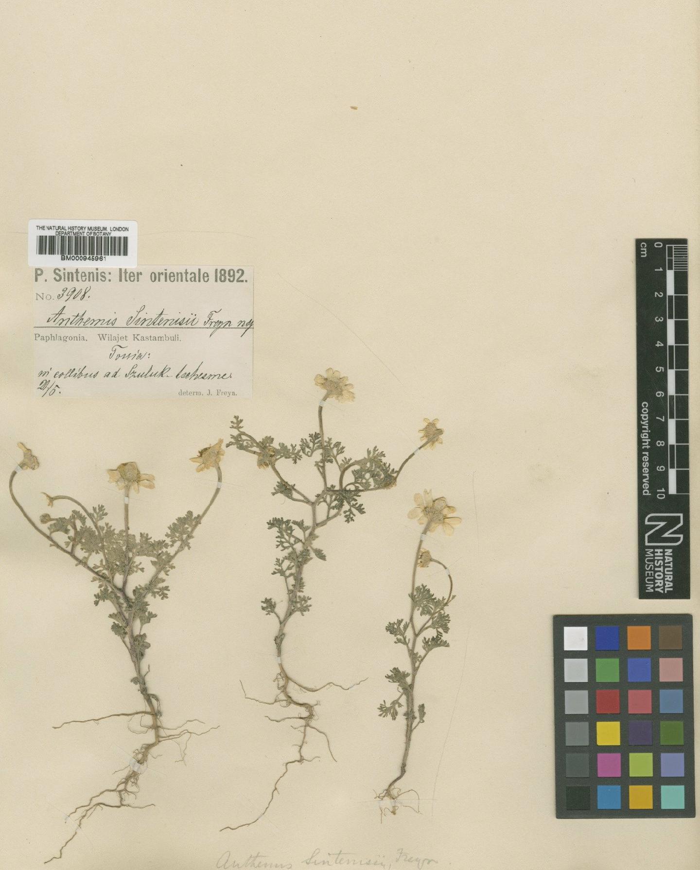 To NHMUK collection (Anthemis sintenisii Freyn; Type; NHMUK:ecatalogue:473942)