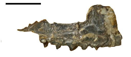 Clevosaurus cambrica Keeble et al., 2018 - NHMUK PV R 37016