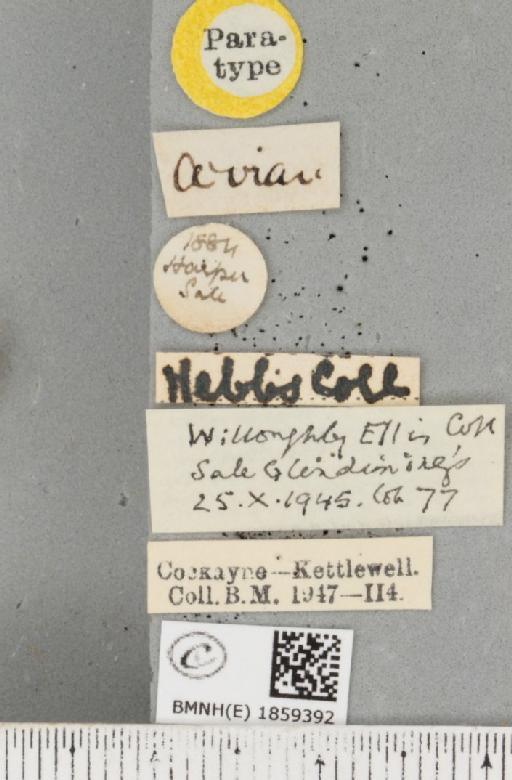 Pseudopanthera macularia ab. parvipunctaria Cockayne, 1950 - BMNHE_1859392_label_429748