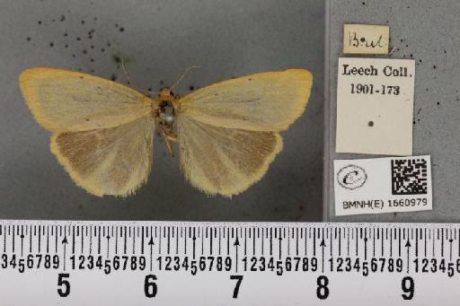 Cybosia mesomella (Linnaeus, 1758) - BMNHE_1660979_284662