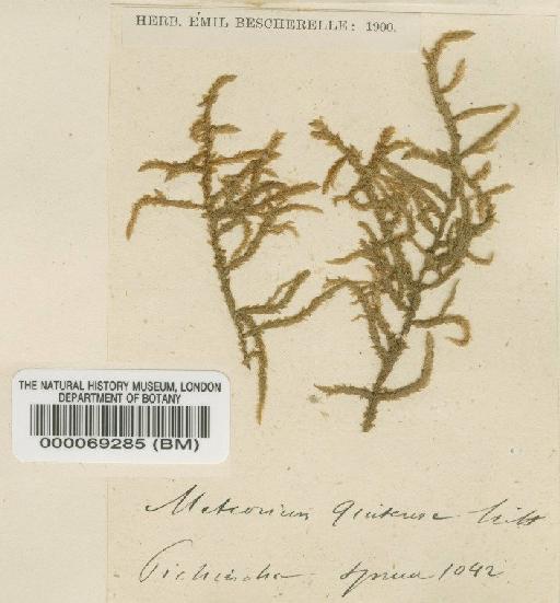 Pilotrichella quitensis (Mitt.) A.Jaeger - BM000069285