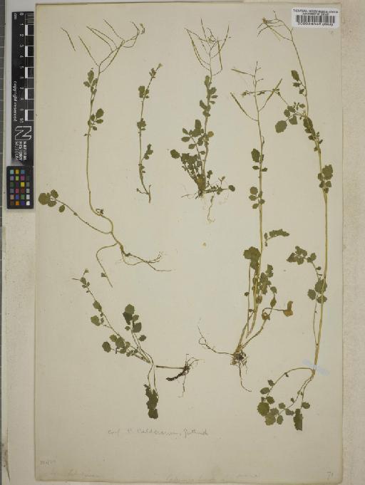 Cardamine caldeirarum - BM000024348