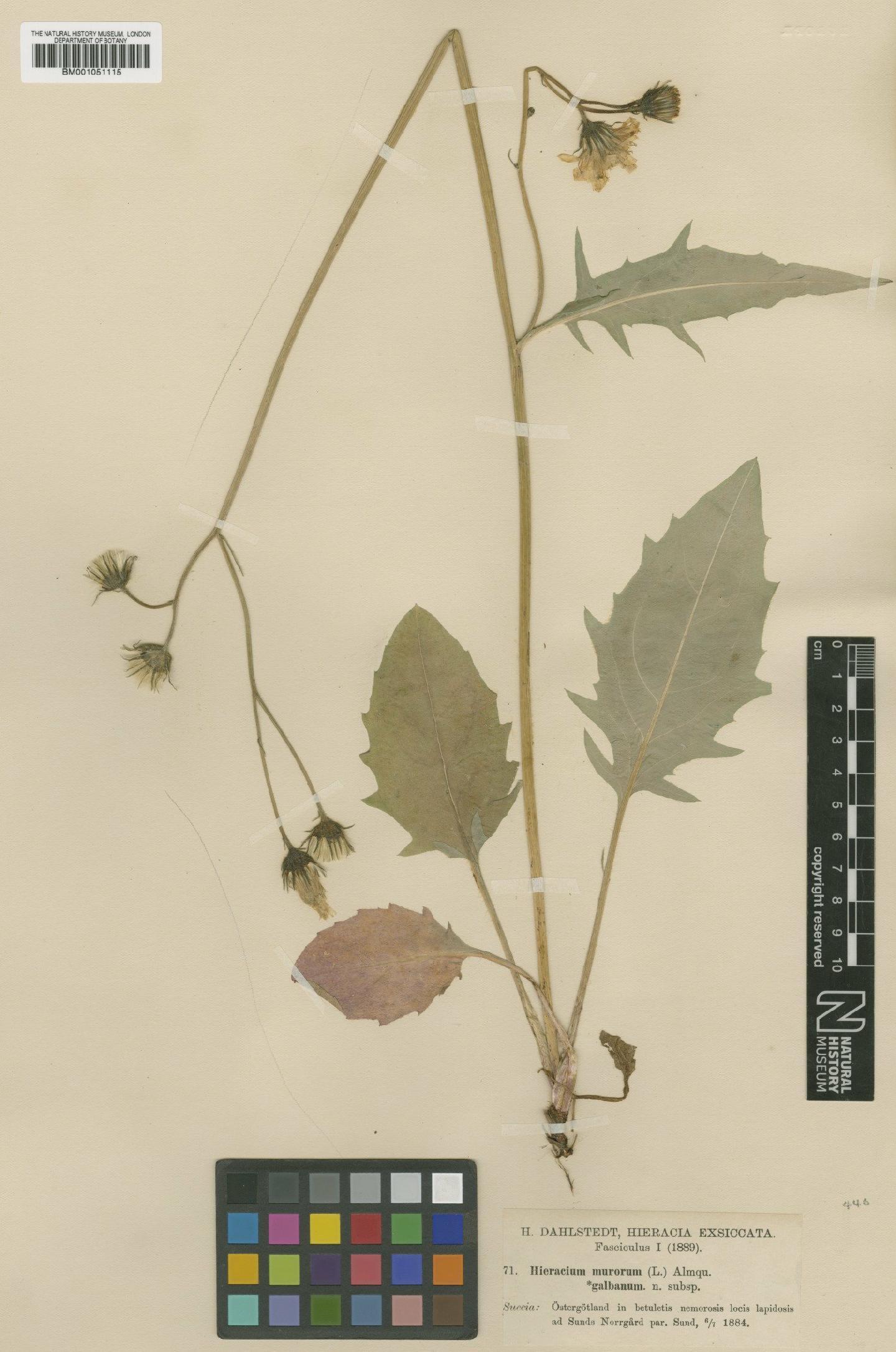To NHMUK collection (Hieracium caesium subsp. galbanum (Dahlst.) Zahn; TYPE; NHMUK:ecatalogue:2421417)