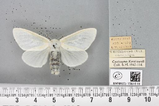 Leucoma salicis (Linnaeus, 1758) - BMNHE_1561518_251136