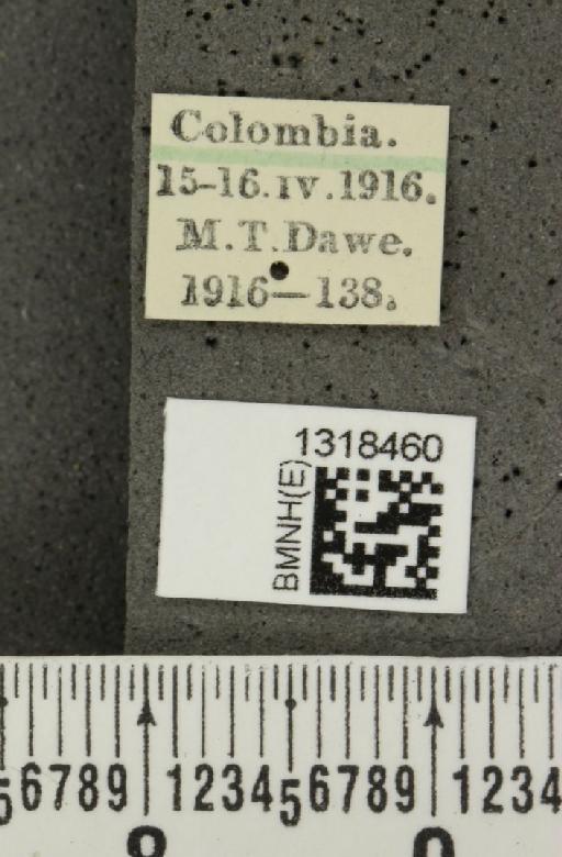 Epitrix nigroaenea Harold, 1875 - BMNHE_1318460_label_24709
