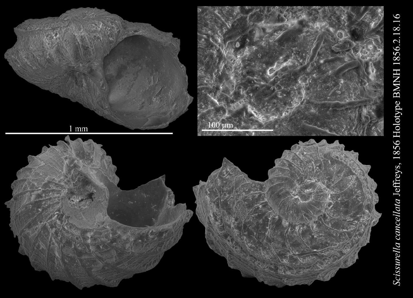 To NHMUK collection (Scissurella cancellata Jeffreys, 1856; HOLOTYPE; NHMUK:ecatalogue:2796082)