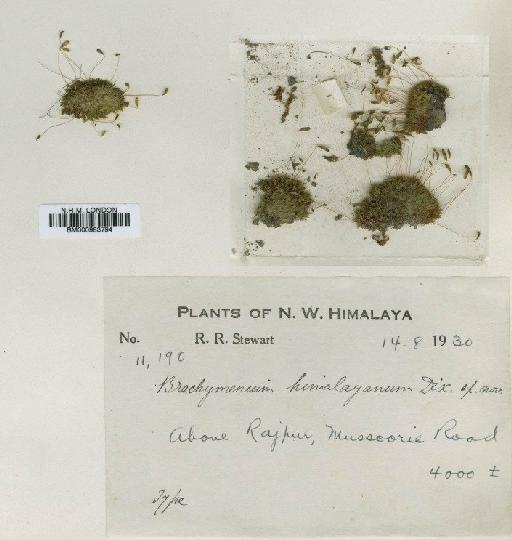 Brachymenium himalayanum Dixon - BM000983794