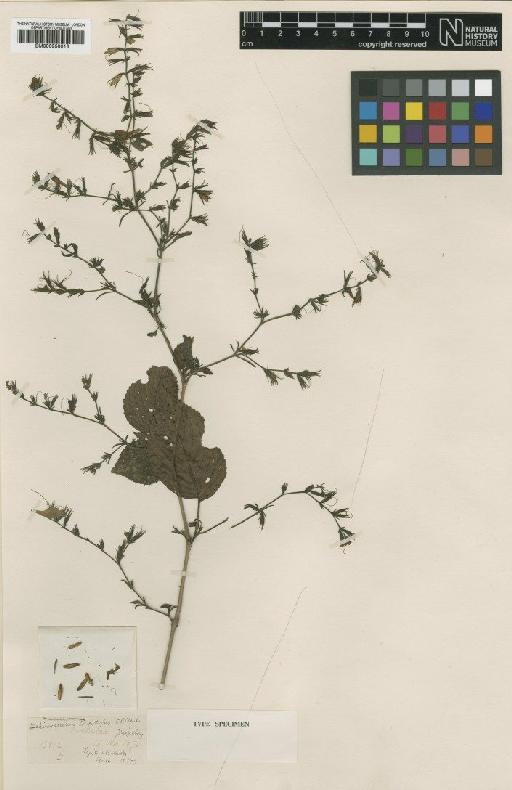 Echinacanthus longistylus C.B.Clarke - BM000950013