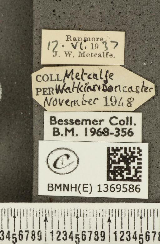 Aricia agestis ab. deleta Cockerell, 1889 - BMNHE_1369586_label_177470