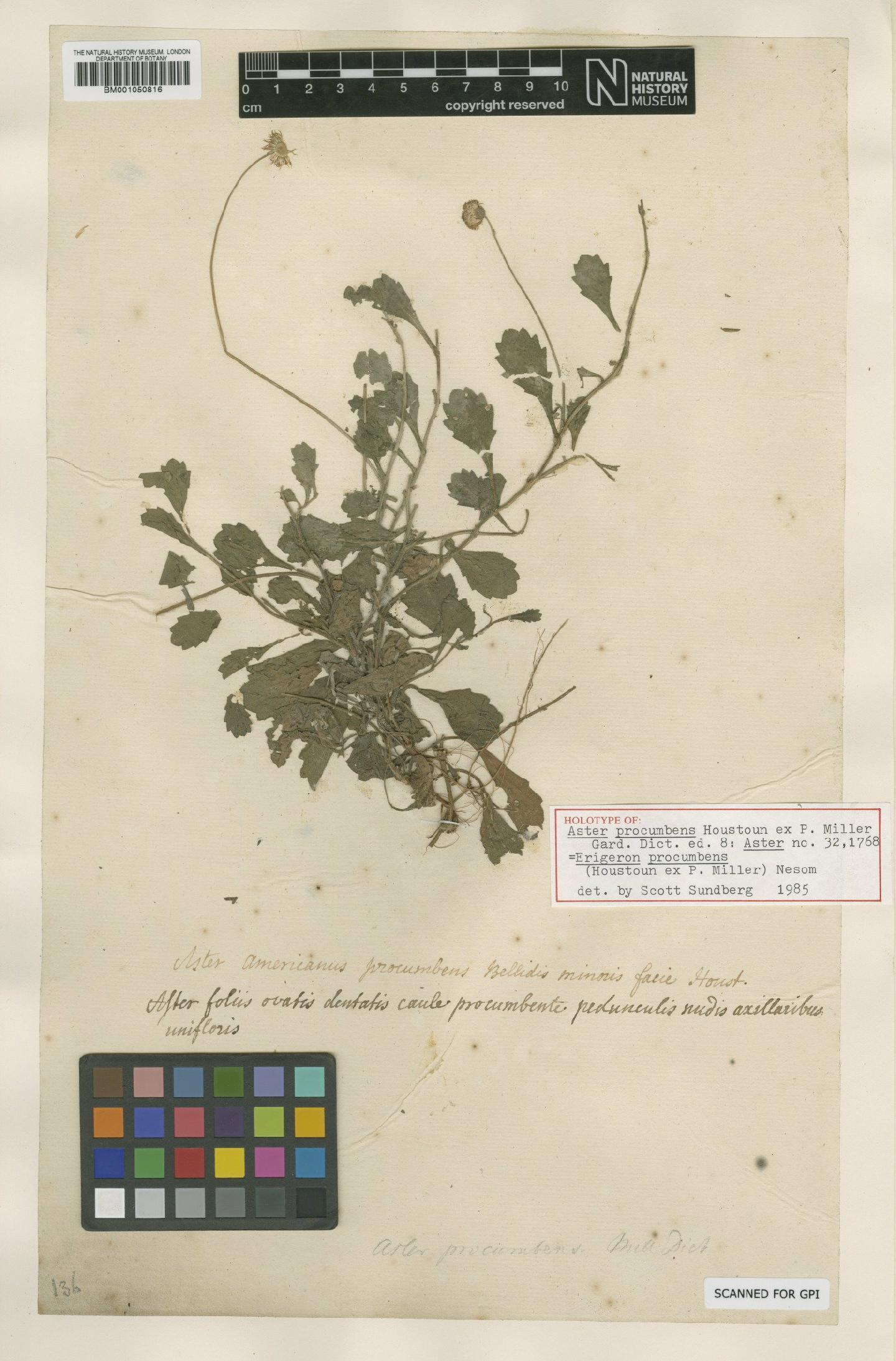 To NHMUK collection (Erigeron procumbens (Houst. ex Mill.) G.L.Nesom; Holotype; NHMUK:ecatalogue:2399516)