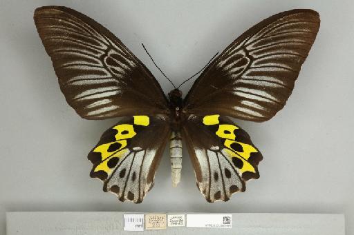 Troides hypolitus cellularis Rothschild, 1895 - 013605998__599282