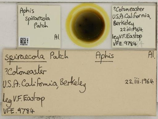 Aphis (Medoralis) spiraecola Patch, 1914 - 014227223_112529_1093088_157842_NoStatus