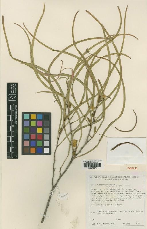 Acacia anastema Maslin - BM000796754