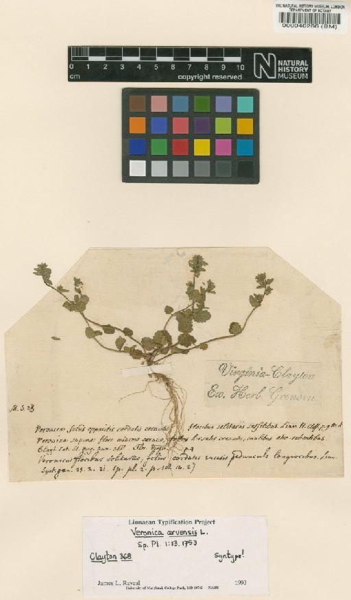 Veronica arvensis L. - BM000040266