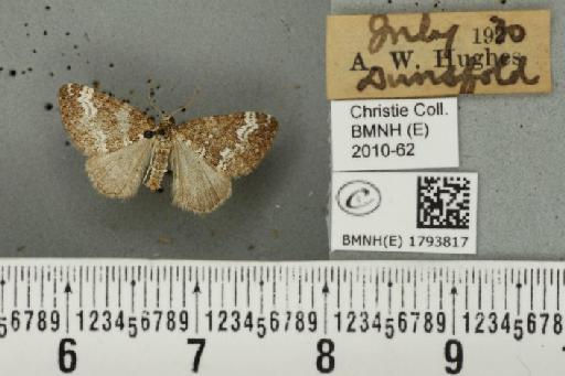 Perizoma alchemillata (Linnaeus, 1758) - BMNHE_1793817_370926