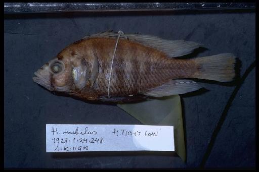 Haplochromis nubilus (Boulenger, 1906) - Haplochromis ; 1929.1.24.248