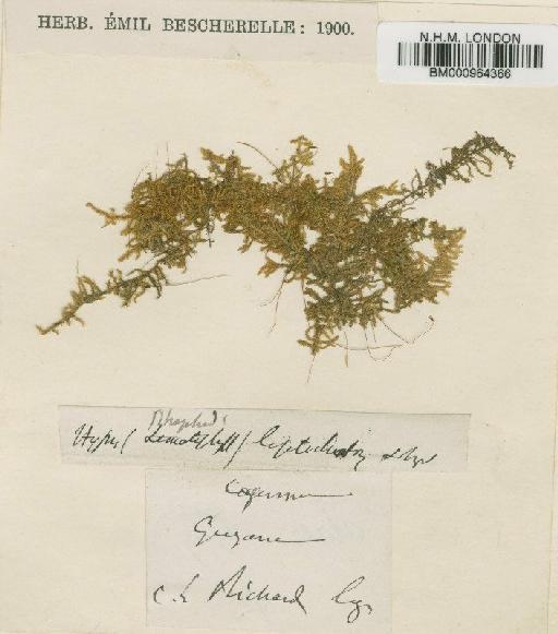 Rhaphidorrhynchium leptochaeton (Schwägr.) Broth. - BM000964366