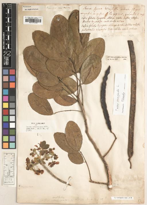 Senna atomaria (L.) H.S.Irwin & Barneby - BM000952129