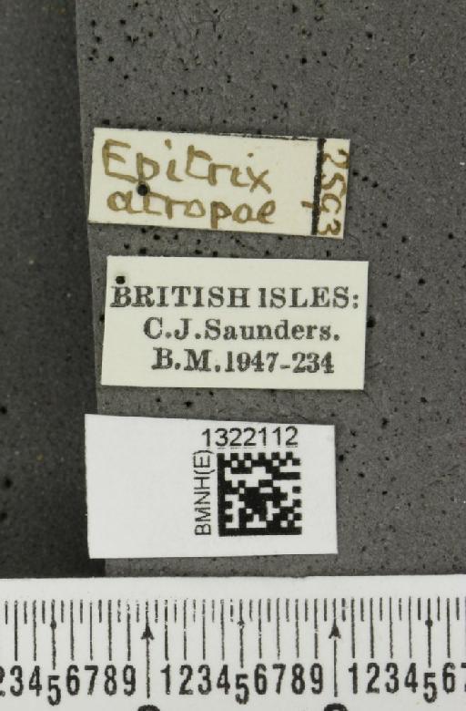 Epitrix atropae Foudras, 1861 - BMNHE_1322112_label_11759