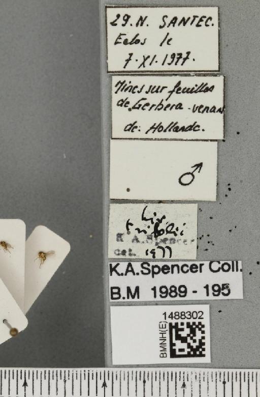 Liriomyza trifolii (Burgess, 1880) - BMNHE_1488302_label_52149