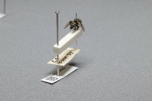 Sarcophaga (Myorhina) nigriventris Meigen, 1826 - 015091857_additional_1