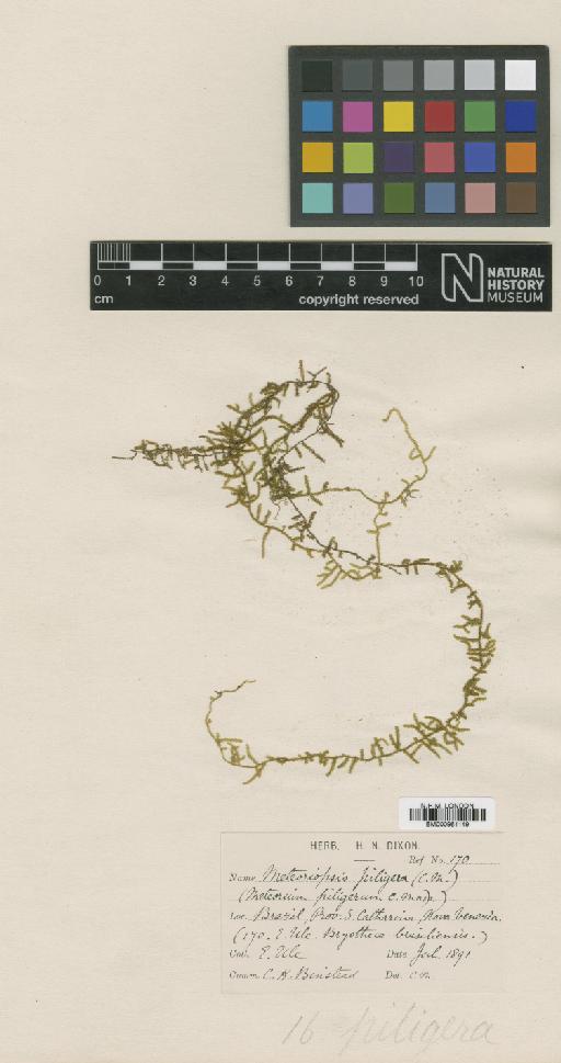 Zelometeorium recurvifolium (Hornsch. in Mart.) Manuel - BM000961149_a.tif