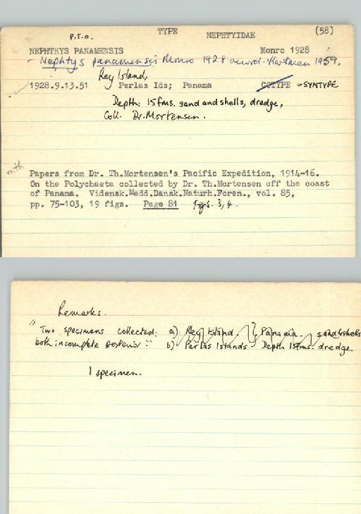 Nephtys panamensis Monro, 1928 - Poychaeta_Type_0863-combined