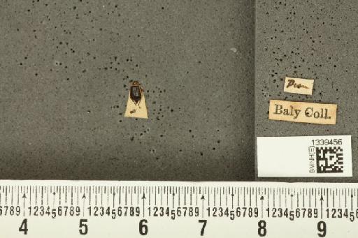Isotes limbifera (Baly, 1879) - BMNHE_1339456_21857