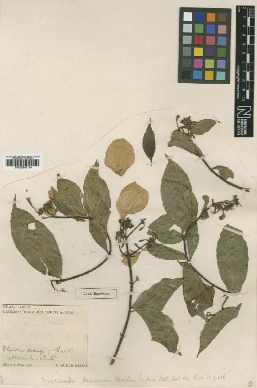 Mussaenda dranensis Wernham - BM000945194