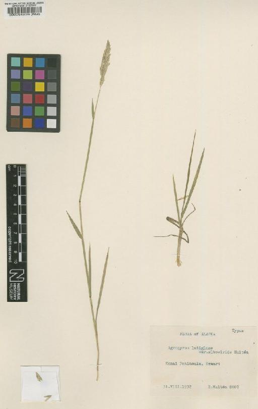 Agropyron latiglume (Scribn. & J.G.Sm.) Rydb. - BM000094859