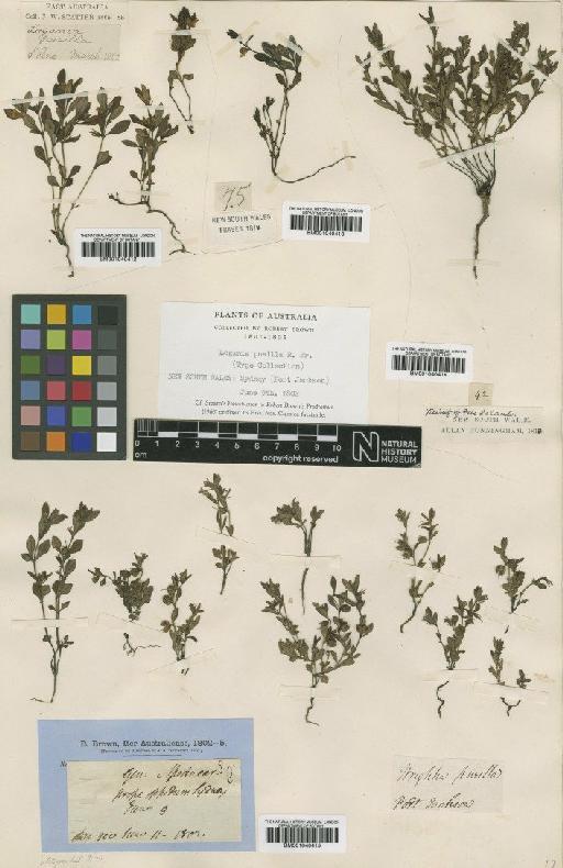 Logania pusilla R.Br. - BM001040414