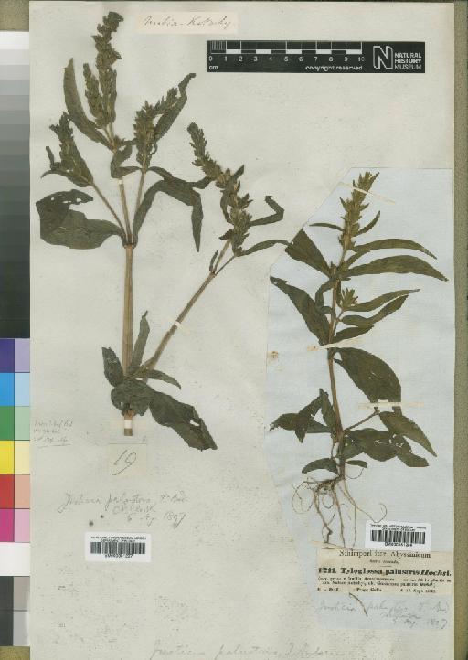 Justicia palustris (Hochst) Anderson - BM000931296