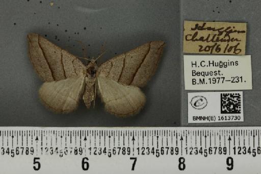 Scotopteryx luridata plumbaria (Fabricius, 1775) - BMNHE_1613730_304379