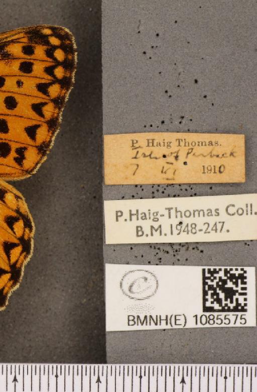 Argynnis aglaja (Linnaeus, 1758) - BMNHE_1085575_label_54428