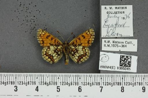 Melitaea athalia ab. subtusnigrescens Caruel, 1944 - BMNHE_1086845_57372