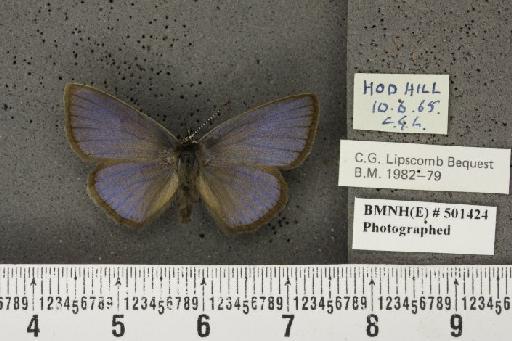 Lysandra bellargus ab. pallida Austin, 1890 - BMNHE_501424_181280