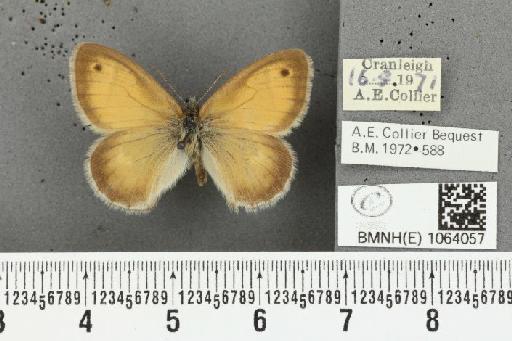Coenonympha pamphilus ab. latiora Leeds, 1950 - BMNHE_1064057_25233