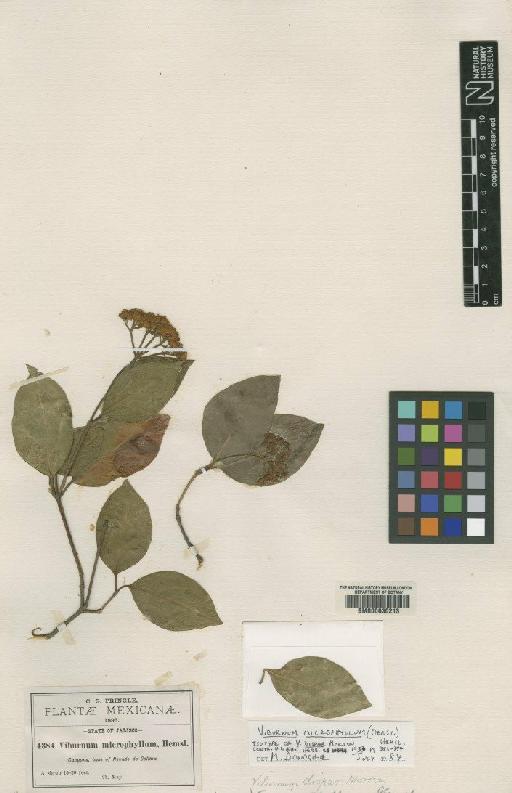 Viburnum microphyllum (Oerst.) Hemlsey - BM000630213