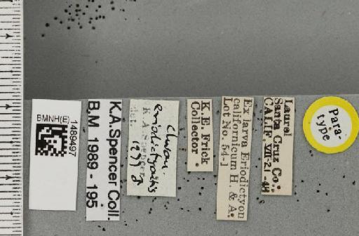 Chromatomyia eriodictyi Spencer, 1981 - BMNHE_1489497_label_60546