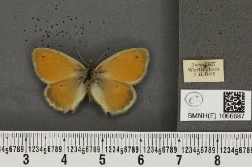 Coenonympha pamphilus (Linnaeus, 1758) - BMNHE_1066687_28027