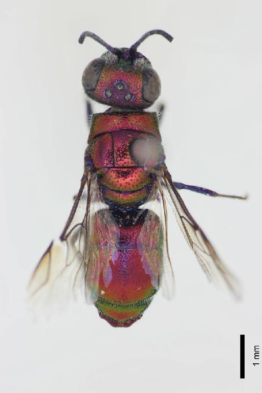 Chrysis chrysoviolacea Linsenmaier, 1968 - Chrysis_chrysoviolacea-BMNH(E)#970915_type-dorsal-1_6X