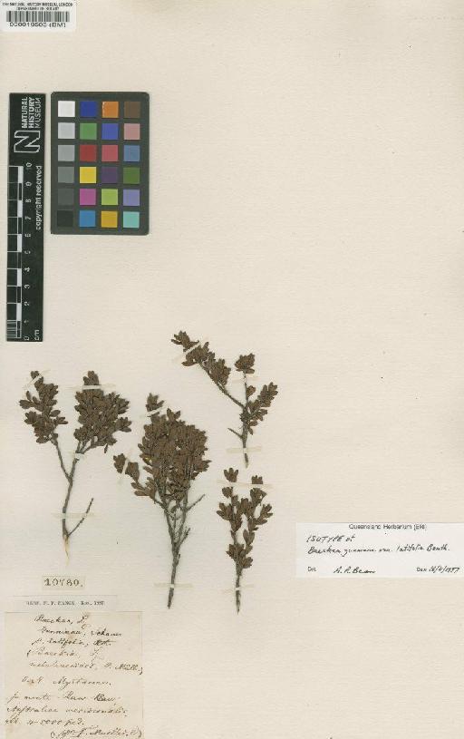 Baeckea gunniana var. latifolia Benth. - BM000019503