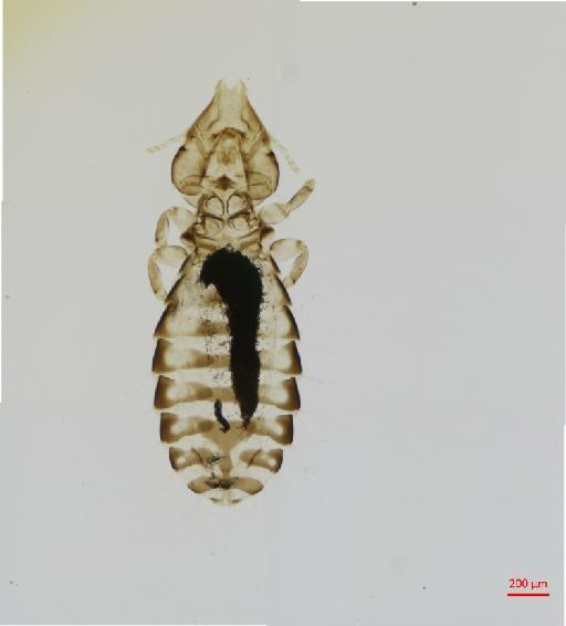 Buphagoecus prominens Ansari, 1968 - 010694501__2017_08_11-Scene-1-ScanRegion0