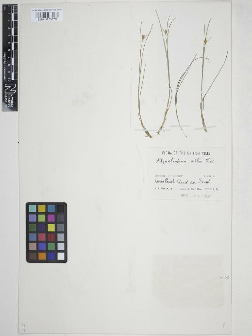 Rhynchospora alba (L.) Vahl - 013863878