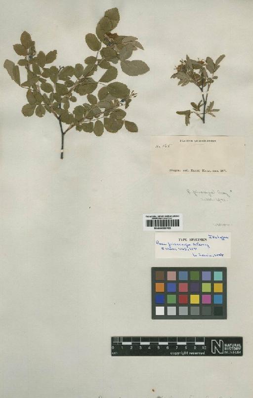 Rosa pisocarpa Gray - BM000898100