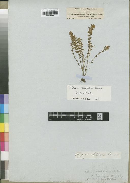 Rotala stagnina Hiern - BM000902462