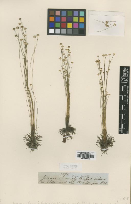 Syngonanthus gracilis var. aurea Ruhland - BM000885850