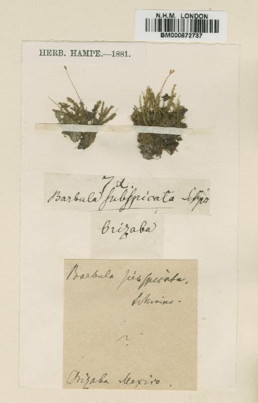 Barbula subspicata Schimp. - BM000872737