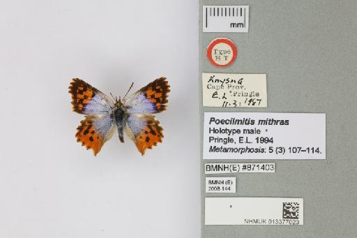 Poecilmitis mithras Pringle, 1994 - 013377023_Poecilmitis_mithras_Pringle_1995_HT