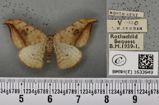 Drepana falcataria (Linnaeus, 1758) - BMNHE_1633949_201001